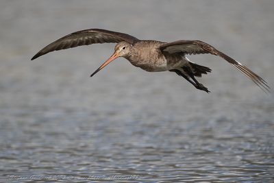 Pittima reale (Limosa limosa) - Black-tailed Godwit