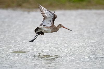 Pittima reale (Limosa limosa) - Black-tailed Godwit