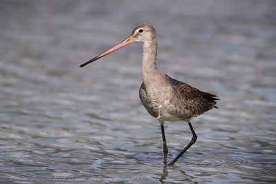 Pittima reale (Limosa limosa) - Black-tailed Godwit