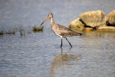 Pittima reale (Limosa limosa) - Black-tailed Godwit