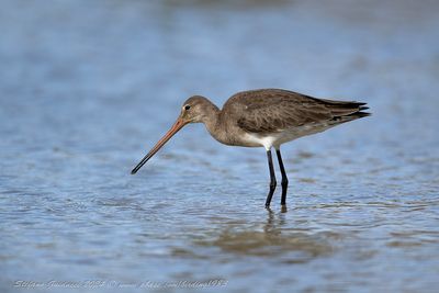 Pittima reale (Limosa limosa) - Black-tailed Godwit