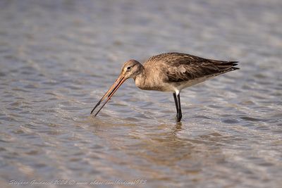 Pittima reale (Limosa limosa) - Black-tailed Godwit