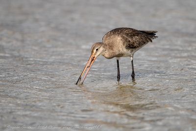 Pittima reale (Limosa limosa) - Black-tailed Godwit