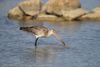 Pittima reale (Limosa limosa) - Black-tailed Godwit