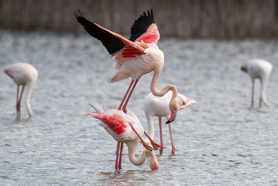 Fenicottero rosa (Phoenicopterus roseus) - Greater Flamingo