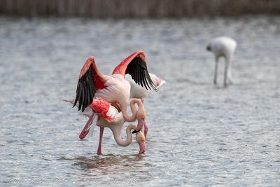 Fenicottero rosa (Phoenicopterus roseus) - Greater Flamingo