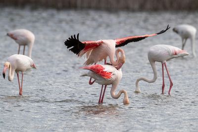 Fenicottero rosa (Phoenicopterus roseus) - Greater Flamingo