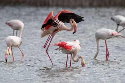 Fenicottero rosa (Phoenicopterus roseus) - Greater Flamingo