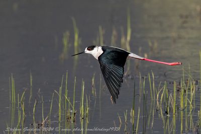 Cavaliere d'Italia (Himantopus himantopus) - Black-winged Stilt