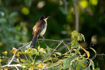 Black-capped Donacobius (Donacobius atricapilla) - Donacobio