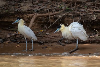 Capped Heron (Pilherodius pileatus) - Airone pileato