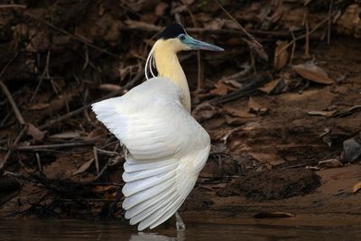 Capped Heron (Pilherodius pileatus) - Airone pileato