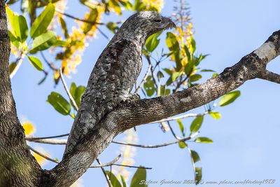 Great Potoo (Nyctibius grandis) - Nittibio maggiore