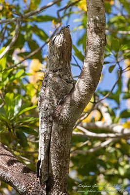 Great Potoo (Nyctibius grandis) - Nittibio maggiore