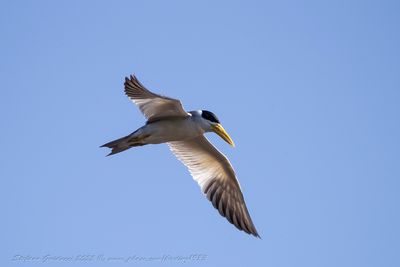 Large billed tern (Phaetusa simplex) - Sterna beccogrosso