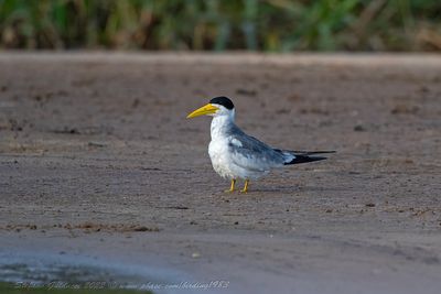 Large billed tern (Phaetusa simplex) - Sterna beccogrosso
