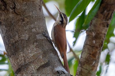 Narrow-billed woodcreeper (Lepidocolaptes angustirostris) - Rampicatore beccosottile 