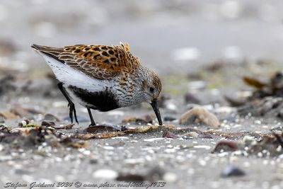 Piovanello pancianera (Calidris alpina) - Dunlin