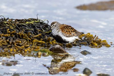 Piovanello pancianera (Calidris alpina) - Dunlin