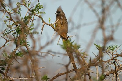 Speckled Mousebird (Colius striatus)