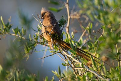 Speckled Mousebird (Colius striatus)
