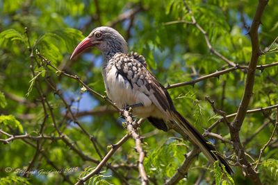 Southern Red-billed Hornbill (Tockus rufirostris)