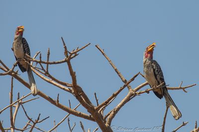 Southern Yellow-billed Hornbill (Tockus leucomelas)