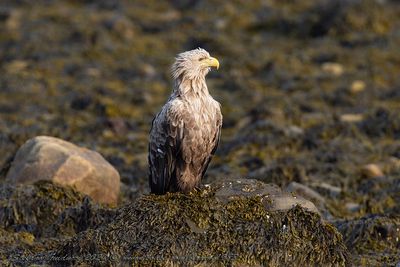 Aquila di mare (Haliaeetus albicilla) - White-tailed Eagle