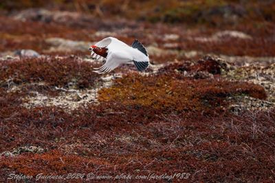 Pernice bianca nordica (Lagopus lagopus) - Willow Ptarmigan