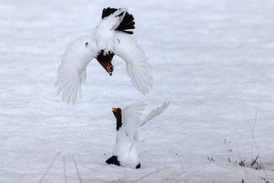 Pernice bianca nordica (Lagopus lagopus) - Willow Ptarmigan