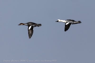 Pesciaiola (Mergellus albellus) - Smew