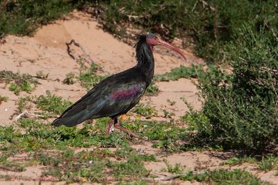 Ibis eremita (Geronthicus eremita) - Bald Ibis 