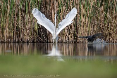 Airone bianco maggiore (Ardea alba) - Great Egret