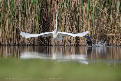 Airone bianco maggiore (Ardea alba) - Great Egret