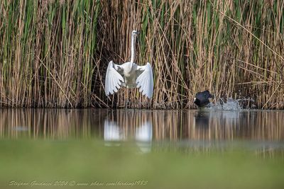 Airone bianco maggiore (Ardea alba) - Great Egret
