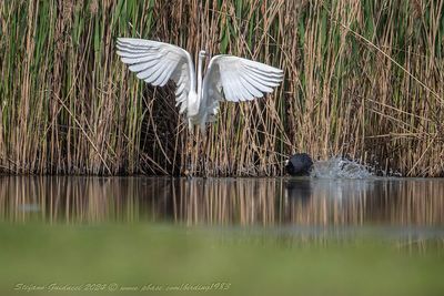 Airone bianco maggiore (Ardea alba) - Great Egret
