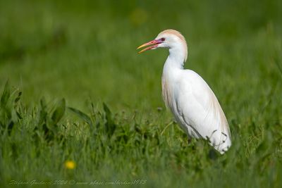 Airone Guardabuoi    (Cattle Egret)