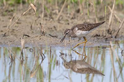 Piro piro boschereccio (Tringa glareola) -Wood Sandpiper