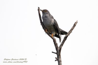Cuculo (Cuculus canorus) - Common Cuckoo