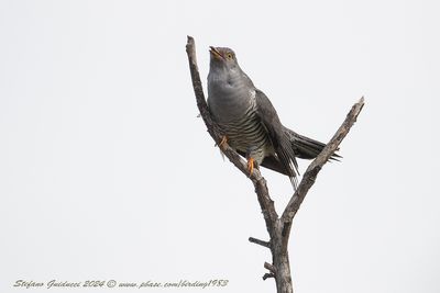 Cuculo (Cuculus canorus) - Common Cuckoo