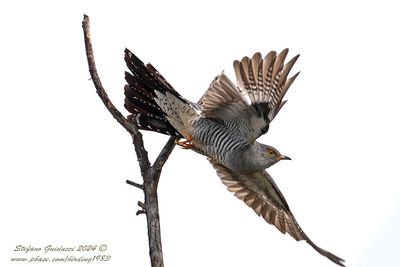 Cuculo (Cuculus canorus) - Common Cuckoo