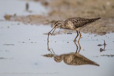 Piro piro boschereccio (Tringa glareola) -Wood Sandpiper