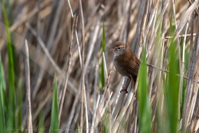 Usignolo di fiume (Cettia cetti) - Cetti's Warbler