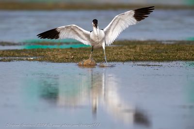 Avocetta (Recurvirostra avosetta) - Pied Avocet