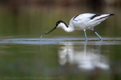 Avocetta (Recurvirostra avosetta) - Pied Avocet