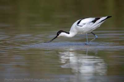 Avocetta (Recurvirostra avosetta) - Pied Avocet