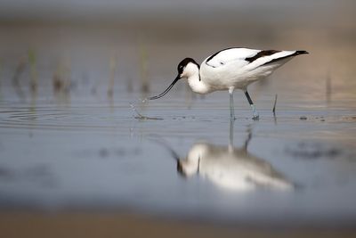 Avocetta (Recurvirostra avosetta) - Pied Avocet