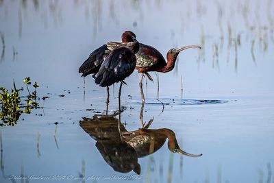 Mignattaio (Plegadis falcinellus) - Glossy Ibis