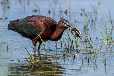 Mignattaio (Plegadis falcinellus) - Glossy Ibis