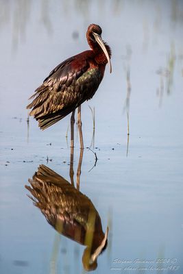 Mignattaio (Plegadis falcinellus) - Glossy Ibis